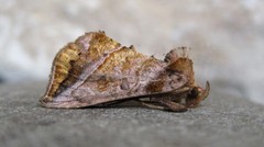 Pseudeva purpurigera