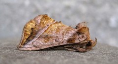 Pseudeva purpurigera