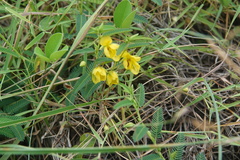 Chamaecrista garambiensis