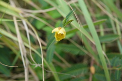 Chamaecrista garambiensis