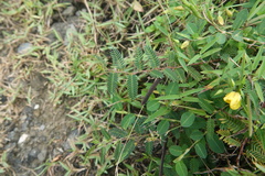 Chamaecrista garambiensis