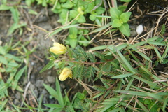 Chamaecrista garambiensis