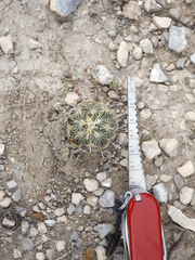 Ancistrocactus scheeri