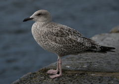 Larus argentatus