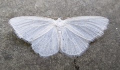 Protitame virginalis