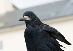 Corvus frugilegus