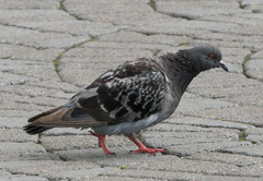 Columba livia domestica