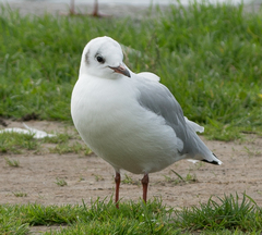 Chroicocephalus ridibundus