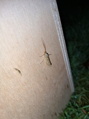 Limnephilus flavicornis