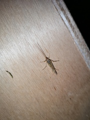 Limnephilus flavicornis