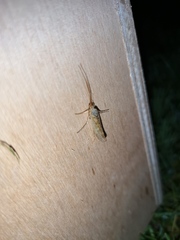 Limnephilus flavicornis