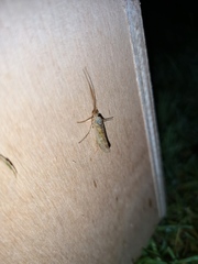 Limnephilus flavicornis