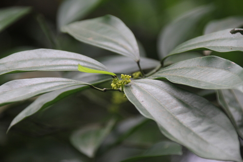Cocculus laurifolius observed 2025-04-23