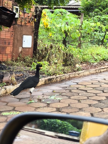 Bare-faced Curassow