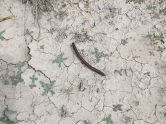 Orthoporus texicolens