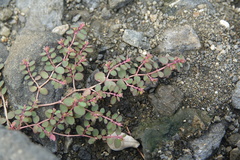Euphorbia makinoi