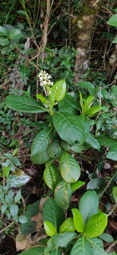 Psychotria elongatosepala