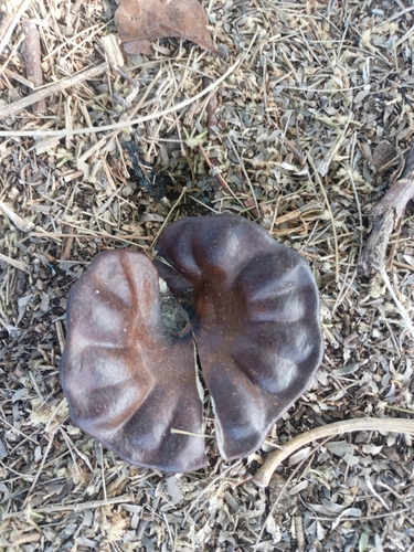 Enterolobium cyclocarpum