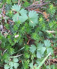 Potentilla flabellifolia