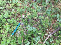 Potentilla flabellifolia