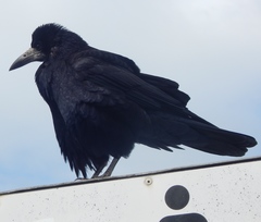 Corvus frugilegus