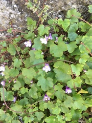 Cymbalaria muralis
