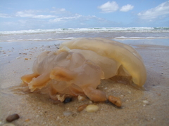Dactyliophorae