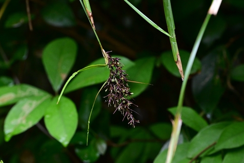Scleria ciliaris observed 2025-04-25