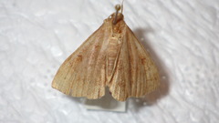 Zanclognatha lunalis