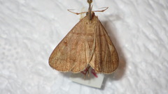Zanclognatha lunalis