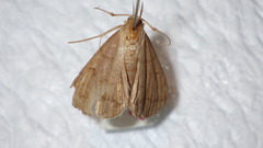 Zanclognatha lunalis