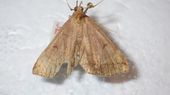 Zanclognatha lunalis