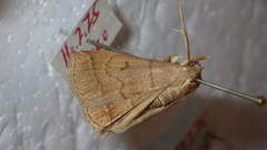 Zanclognatha lunalis