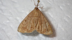 Zanclognatha lunalis