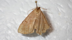 Zanclognatha lunalis