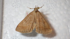 Zanclognatha lunalis