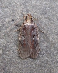 Agonopterix lythrella