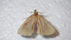 Zanclognatha lunalis