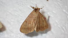 Zanclognatha lunalis