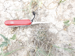 Ancistrocactus scheeri