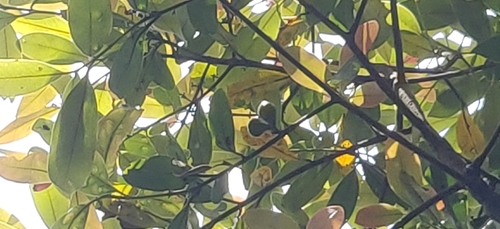 Matthi (Litsea oleoides)
