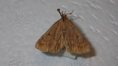 Zanclognatha lunalis