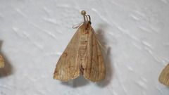 Zanclognatha lunalis