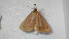 Zanclognatha lunalis