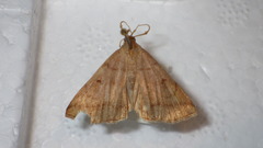Zanclognatha lunalis