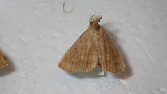 Zanclognatha lunalis