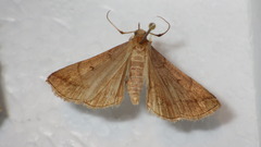 Zanclognatha lunalis