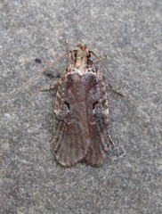 Agonopterix lythrella