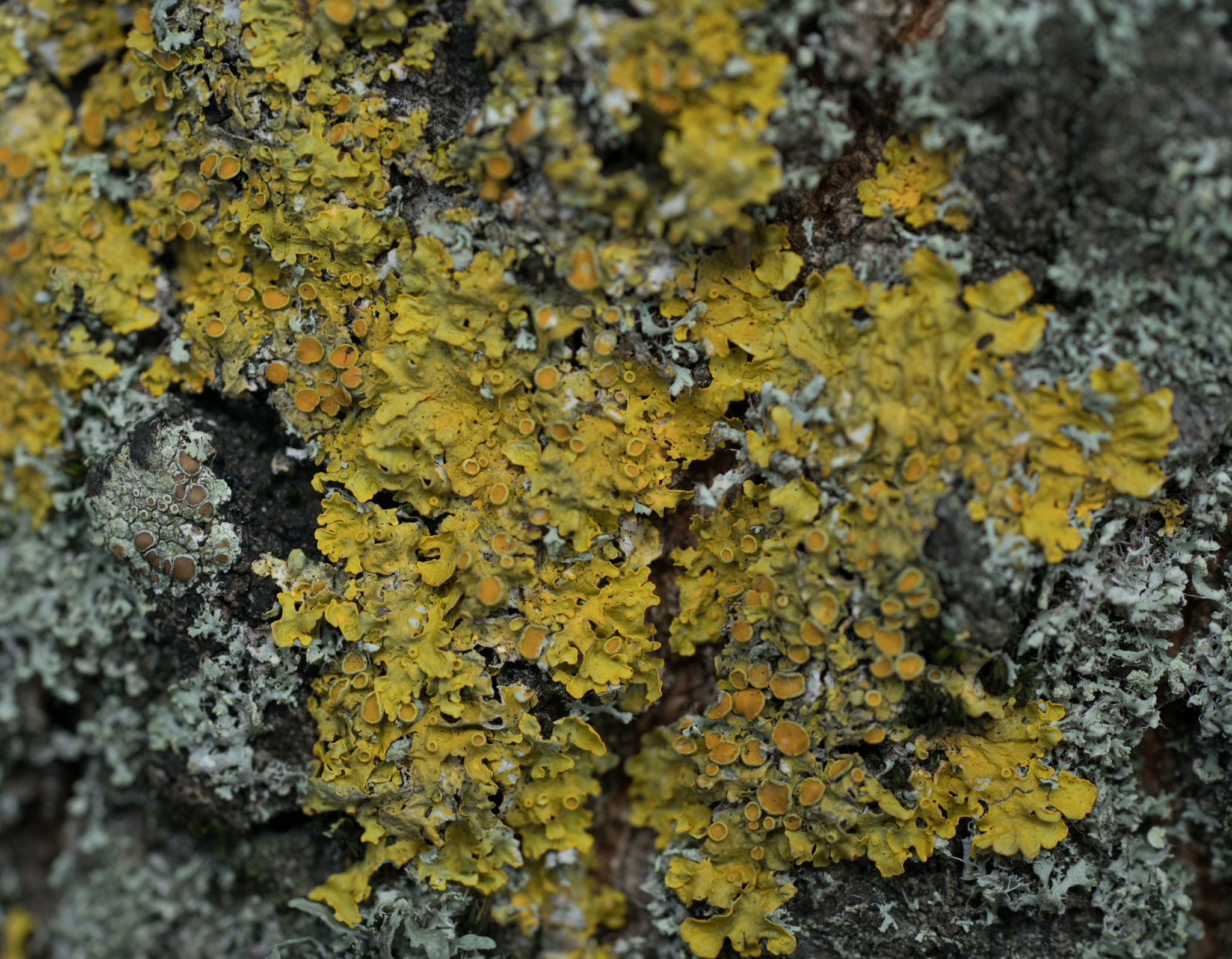 Teloschistaceae image