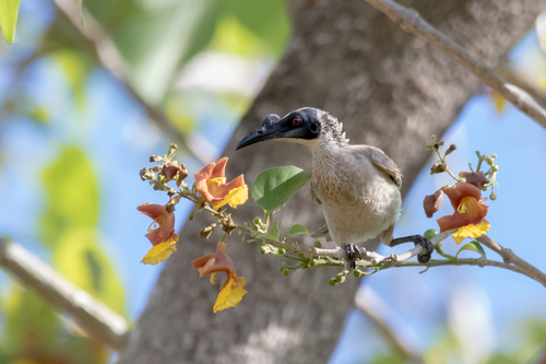 Silver-crowned Friarbird (Philemon argenticeps), photo 10